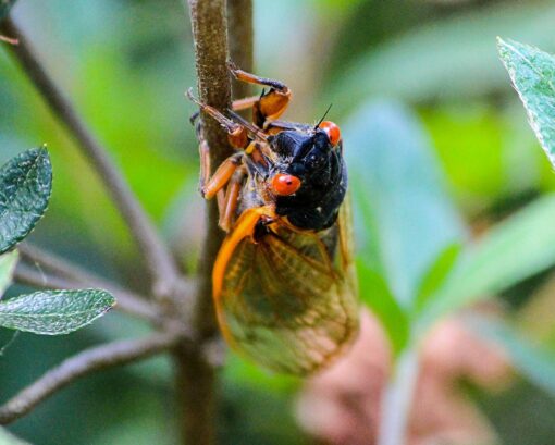 A cicada sitting on a branch